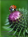 Ladybug by CaryAndFrankArts