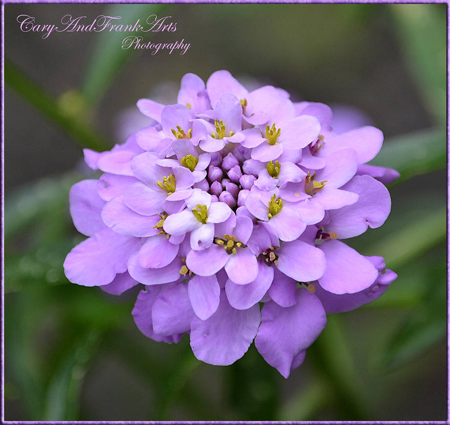 Lilac by CaryAndFrankArts