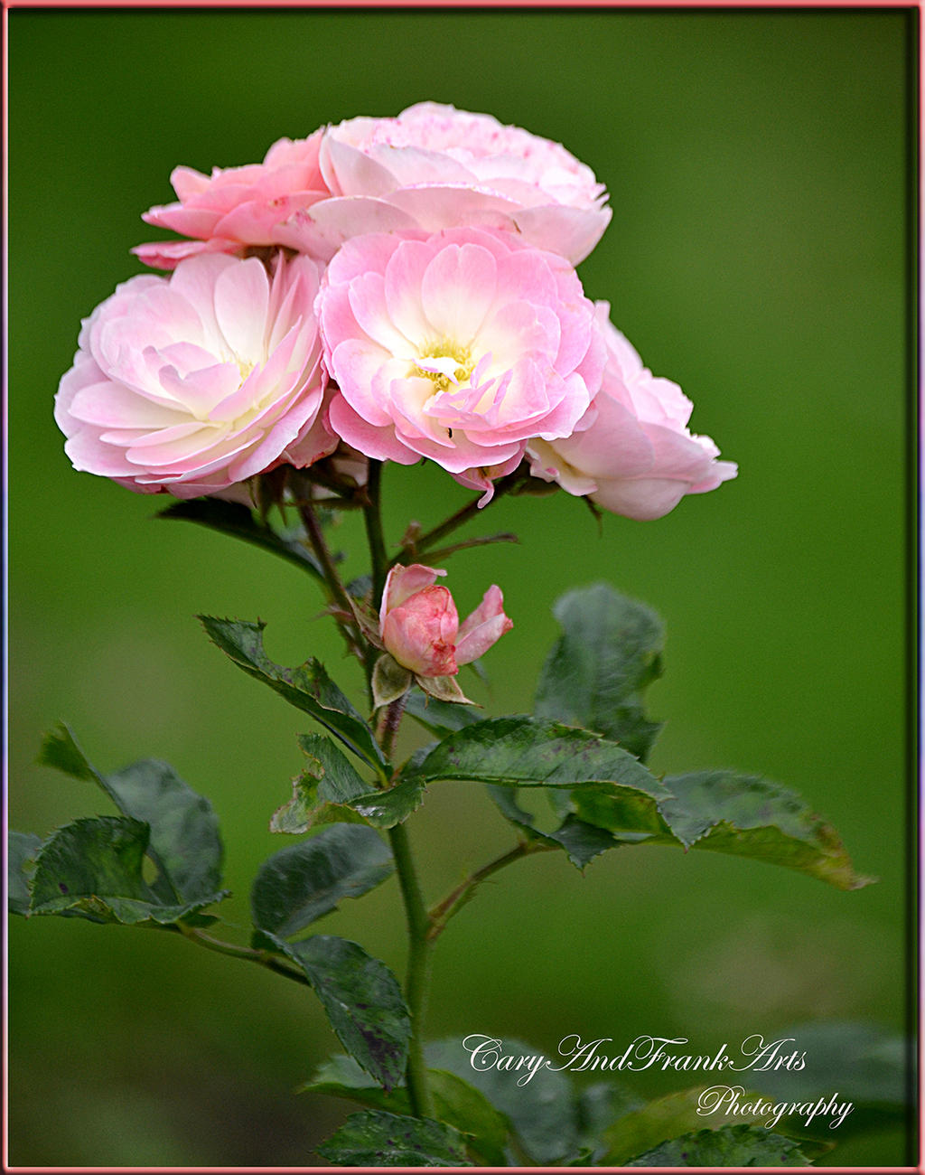 Bouquet Parfait Moschatahybride