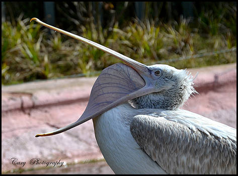 Pelican