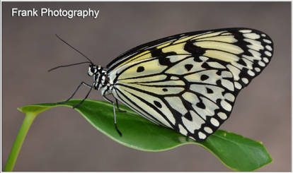 Butterfly BW