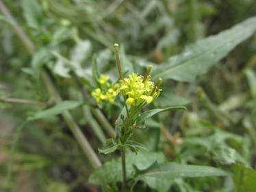 Yellow Flower