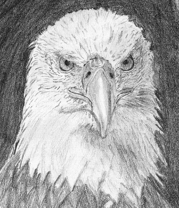 Eagle (DEDA #21)