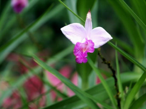 Orchid 2