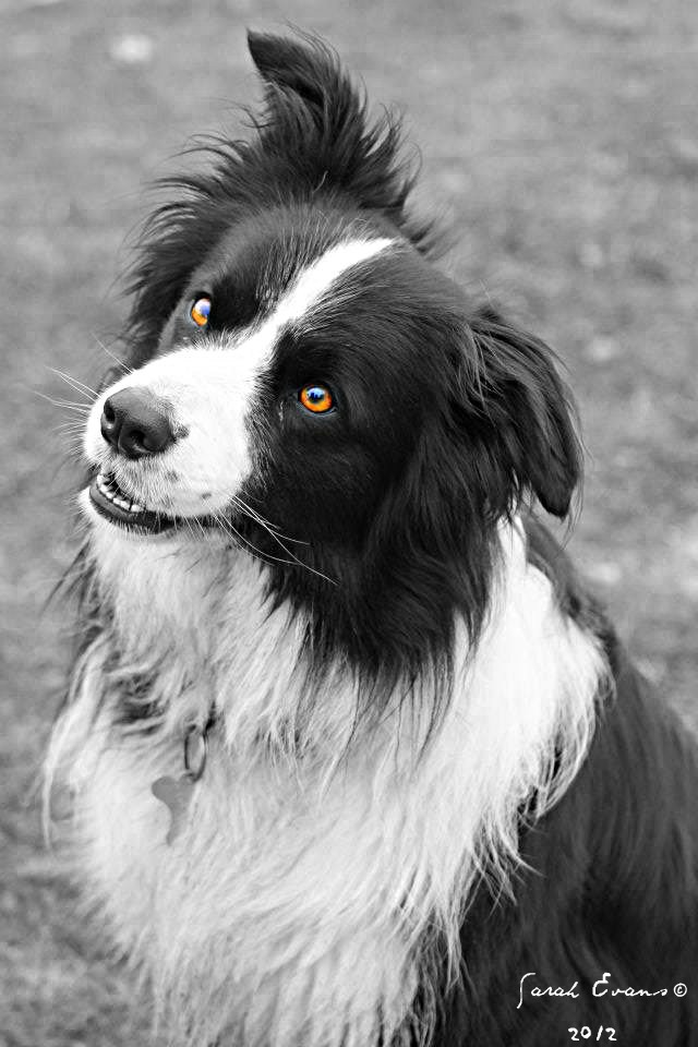 Holly in The New Forest