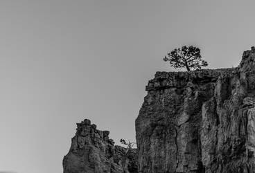 Lone tree on a cliff