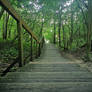 Wooden Stairs in the Forest