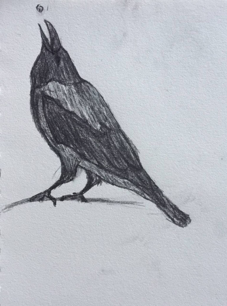 Magpie sketch by maudethilde on DeviantArt