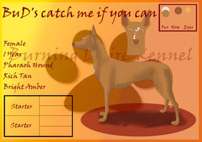 BuD's catch me if you can