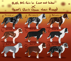 Aussie litter AmaiXBruse- OPEN