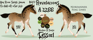 A2266 BuD'S Revelations - foal design