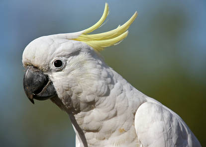 Sulphur Crested Cockatoo 2.