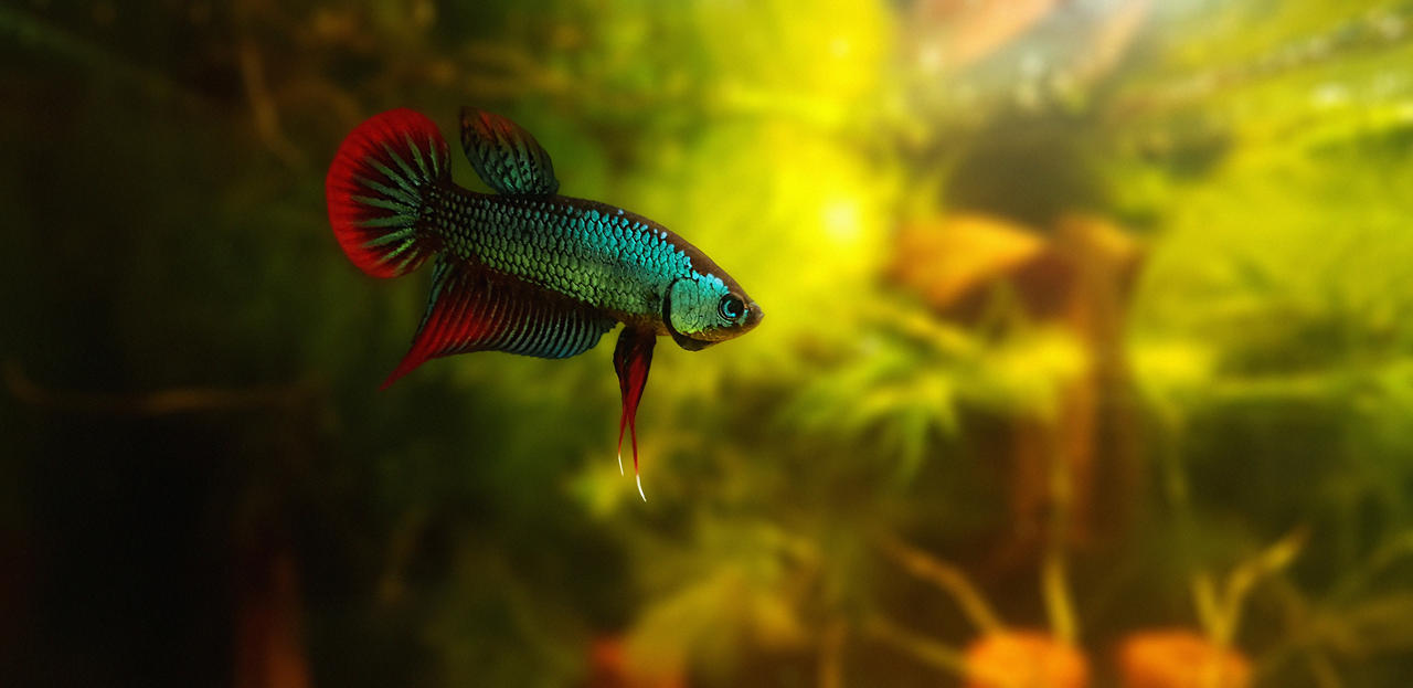 Substrate Betta Fish The Top 5 Substrates for Betta Fish by ADRIENNEHARVEY on DeviantArt