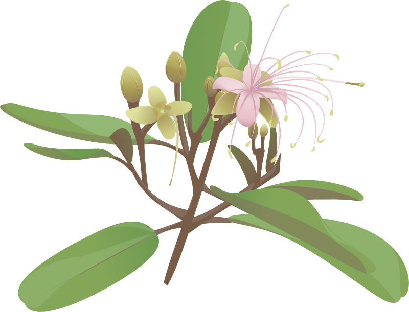 Jamaican Caper - Capparis cynophallophora by UmbraQuies on DeviantArt