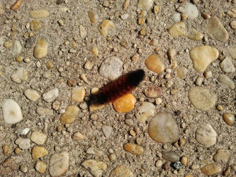 Banded Woolly Bear Caterpillar