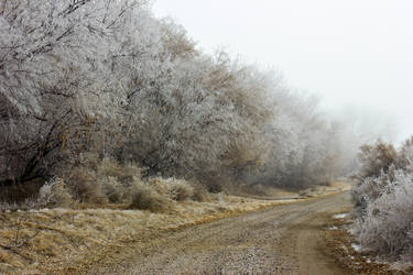 Into the Fog