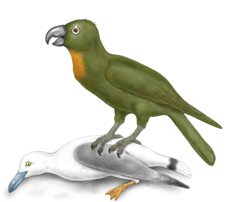 Beach screecher - Neocene Project by electreel on DeviantArt