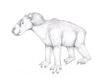 Rompo - Caligohyrursus homopes