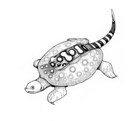 Stingray turtle
