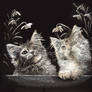 Silver kittens