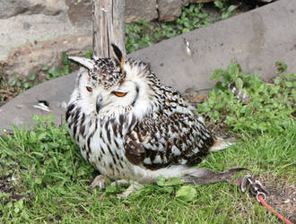 Grumpy owl