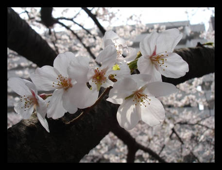 Sakura - Cherry Blossoms