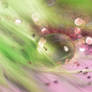 Caress