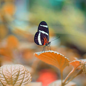 Butterfly Garden