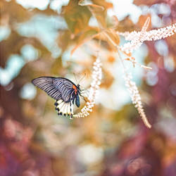 Butterfly Garden IV