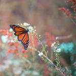 Butterfly Garden V by LashelleValentine