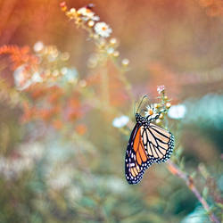 Butterfly Garden VI