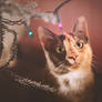 Christmas Kitties V