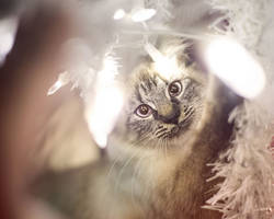 Christmas Kitties VI