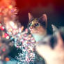 Christmas Kitties VII