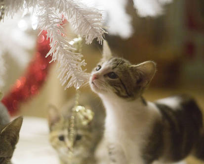 Christmas Kitties XI