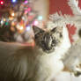 Christmas Kitties XI