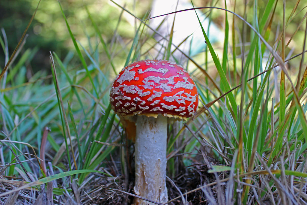 Fairy Mushroom (side)