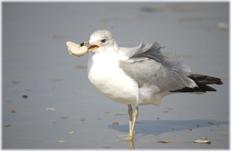 Herring Gull with a treat