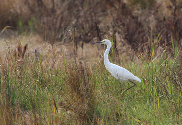 Little Egret 1