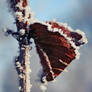 Frozen butterfly