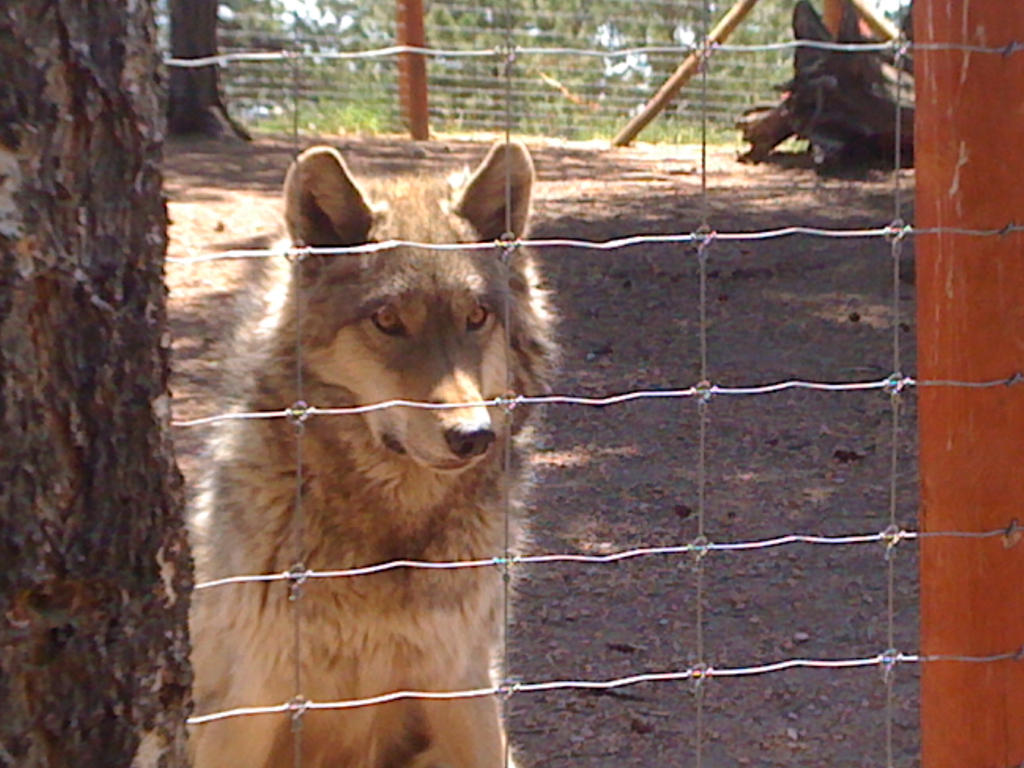 Wolf photograph I took