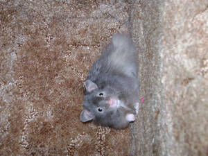 My Hamster Jiji