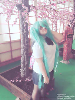 Hanami with Miku!