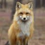 Red Fox