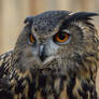 Eagle Owl