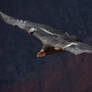 California Condor III