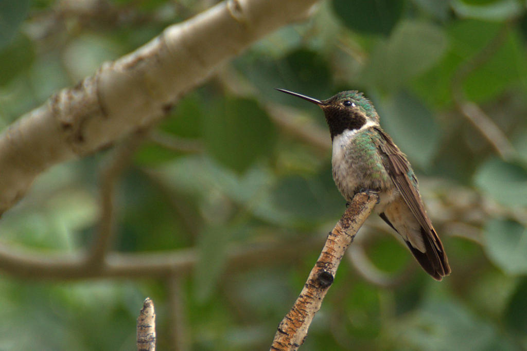 Black-Chinned Hummingbird in a Tree