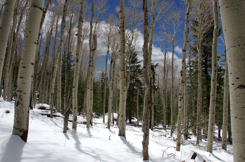 Winter Aspens