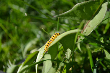 Caterpillar