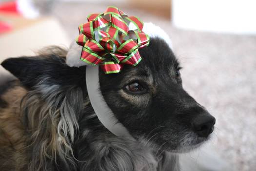 Christmas Puppy